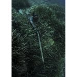 Cressi Tracina Ronilačko Odijelo - Muško Dvodijelno - Slika 2